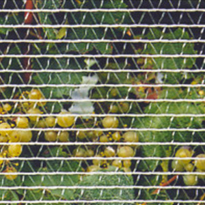 Bird Netting - economy grade