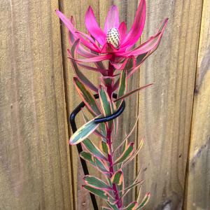 Open loop or tree stake