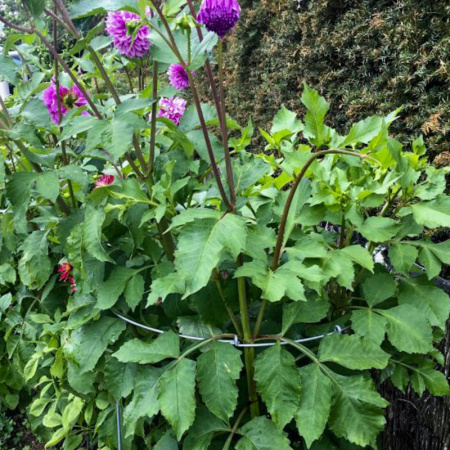 -bfr600_on_dahlia-800x800