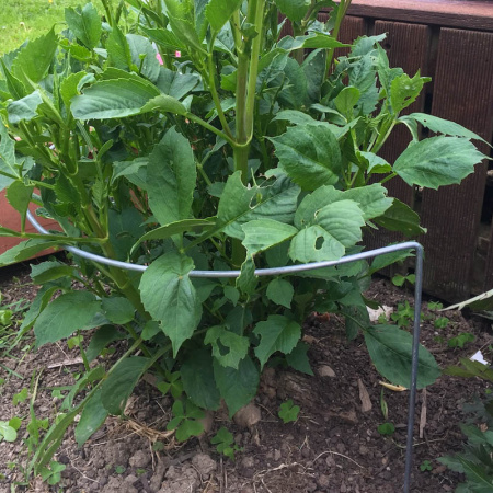 -hhmidi_silver_dahlia