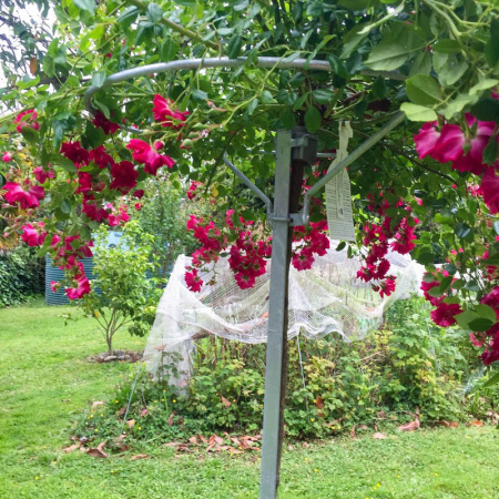 -rose_ring_670_mm_in_action