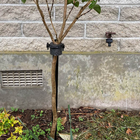 -rose_stake_1_2_black_camelia